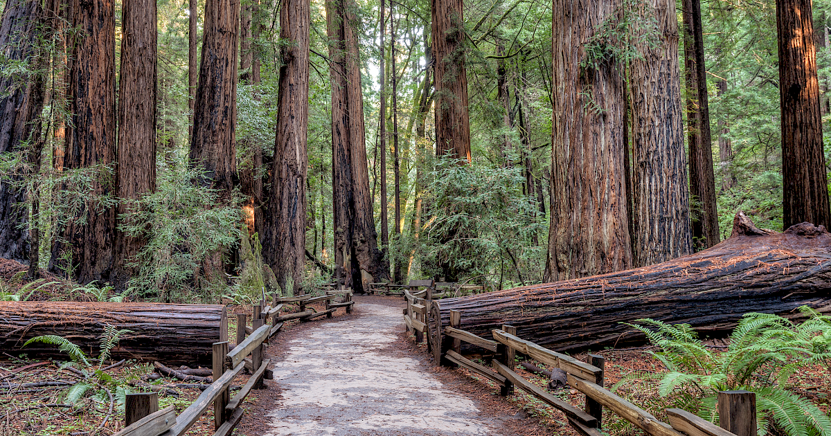 Redwood split in half with a pathway in between the trunk