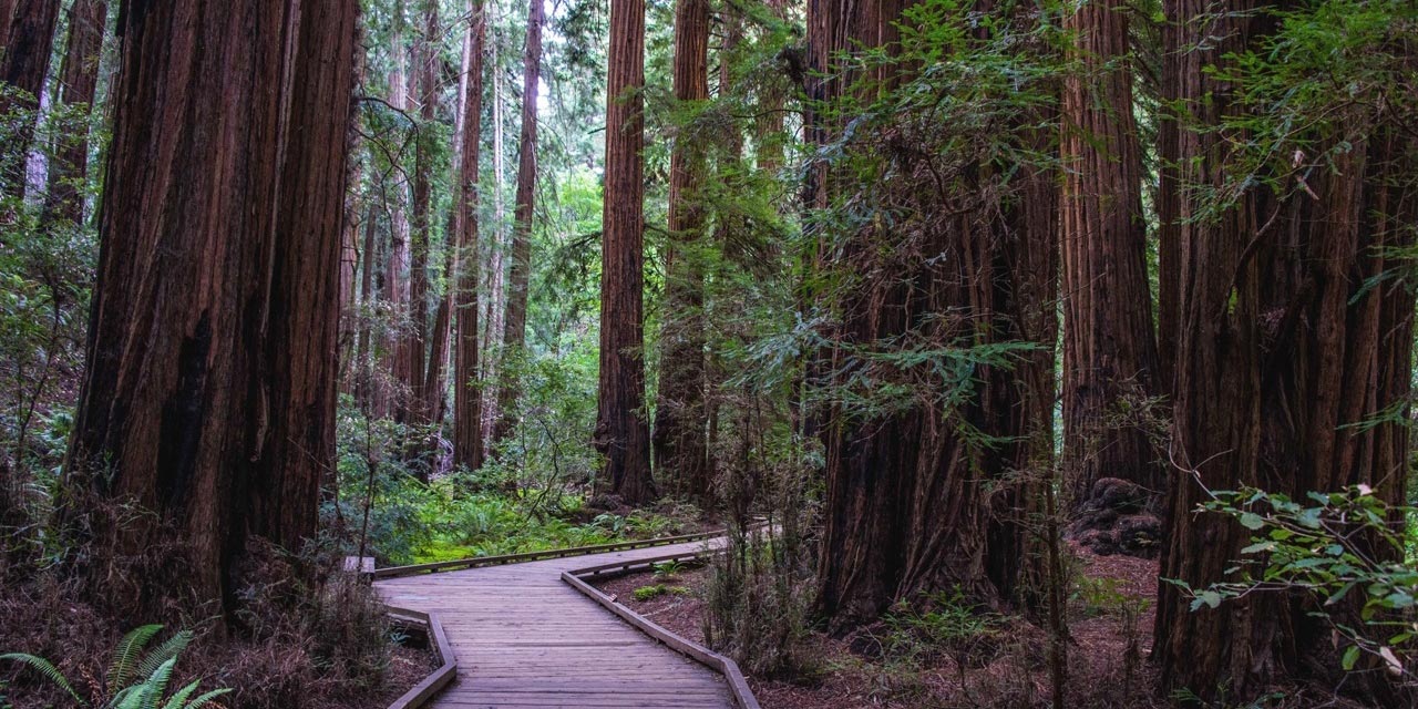 Muirwood National Park trail way